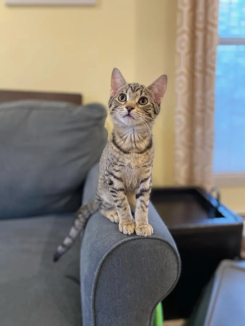 An adult medium-sized female Tabby cat named Buttercup RM for adoption in Rockaway, NJ