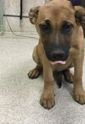 A baby small-sized male Mastiff dog named Jody for adoption in Riverside, CA