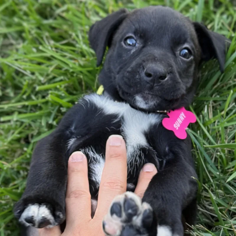 A baby medium-sized female Black Labrador Retriever dog named Sunny for adoption in Potomac, MD