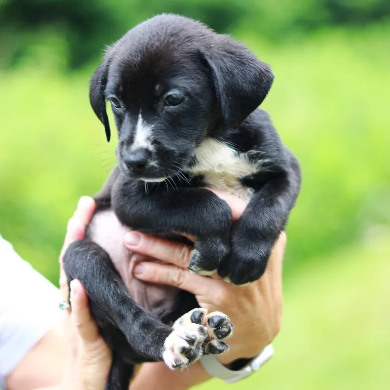 A baby small-sized female Black Labrador Retriever dog named CT Raspberry avail Jul for adoption in Eastford, CT