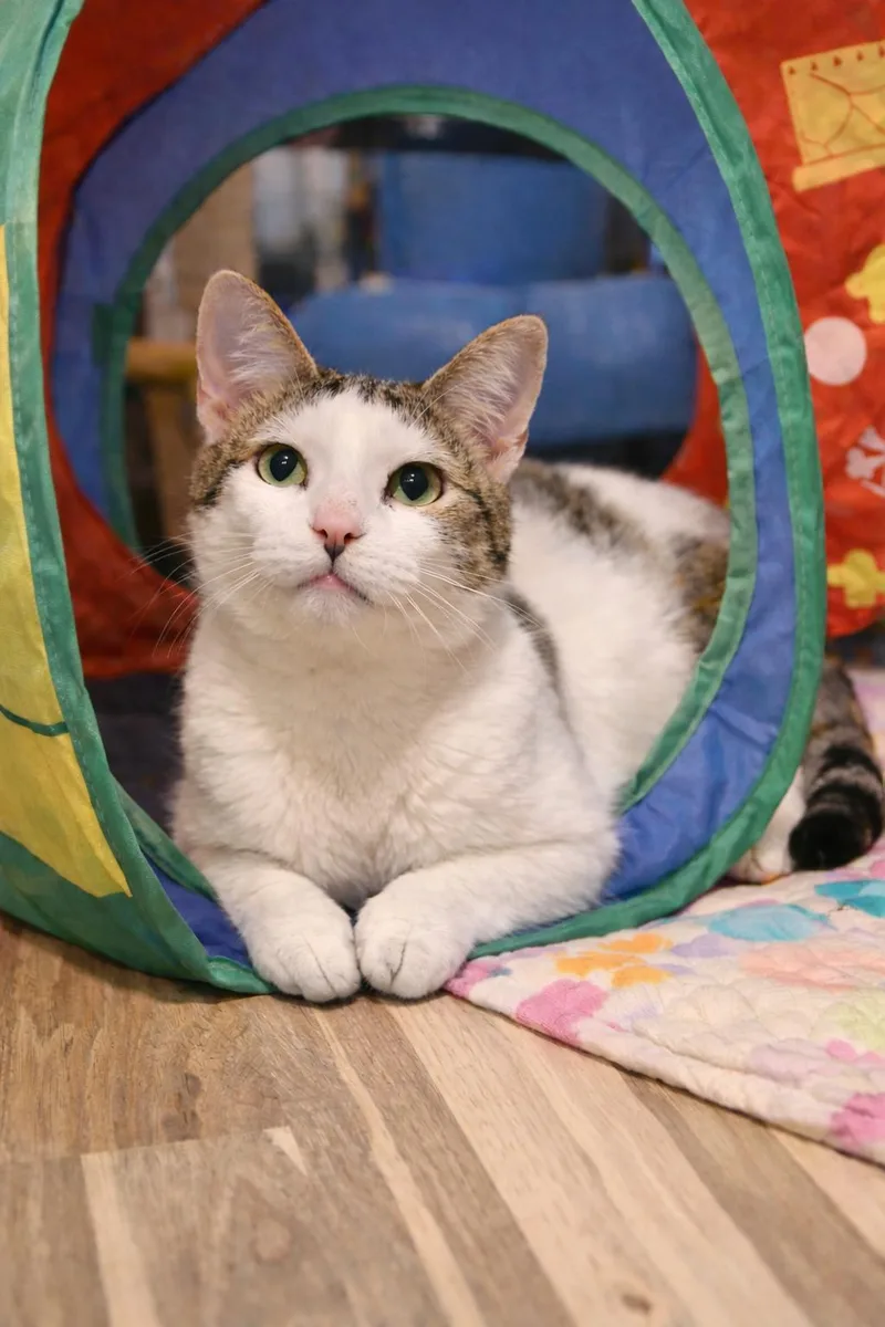 A young medium-sized female White Domestic Short Hair cat named Estrella The Serene Star for adoption in Stamford, CT
