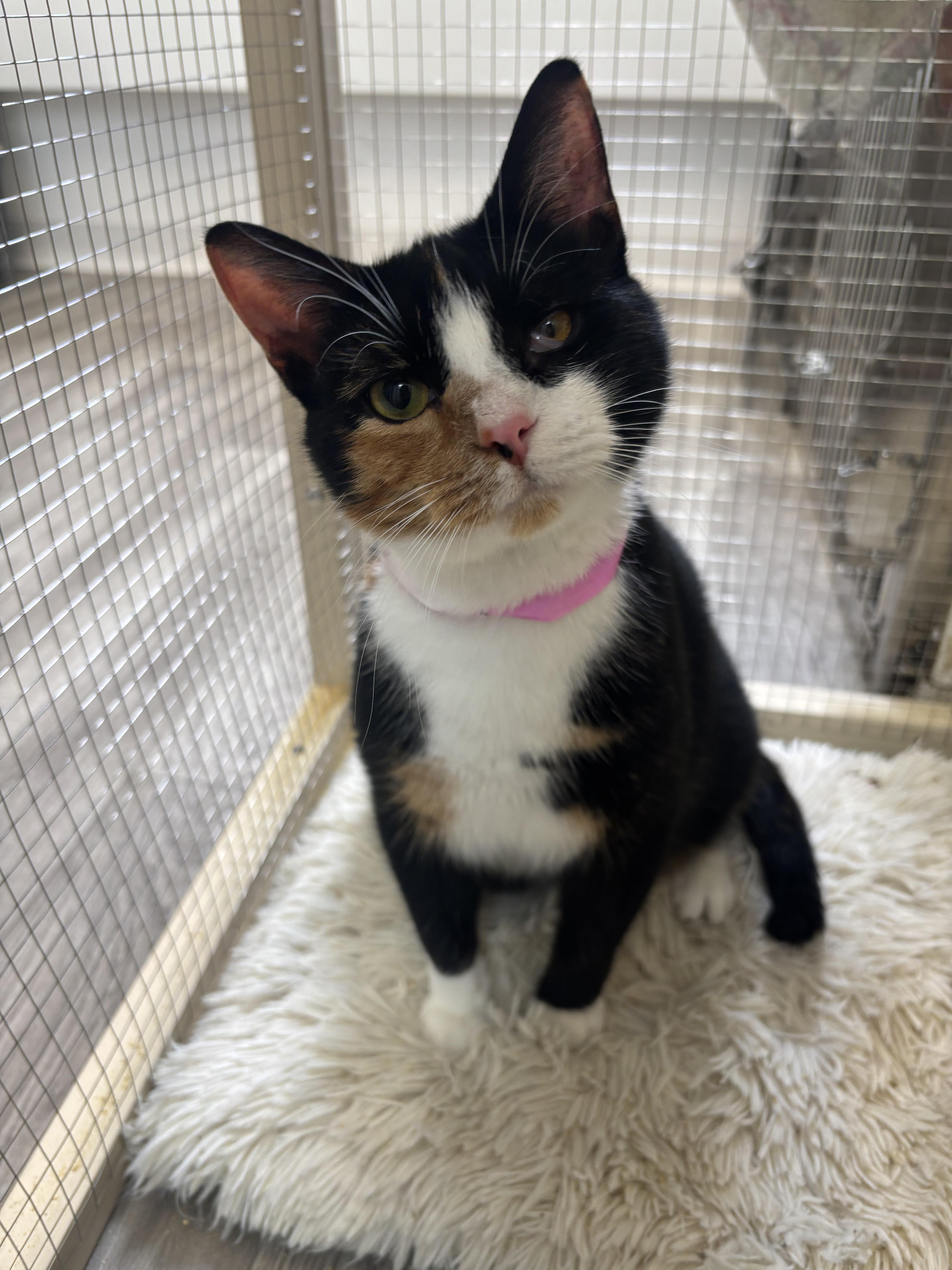 A baby medium-sized female Black & White / Tuxedo Domestic Short Hair cat named Tortellini for adoption in Shrewsbury, MA