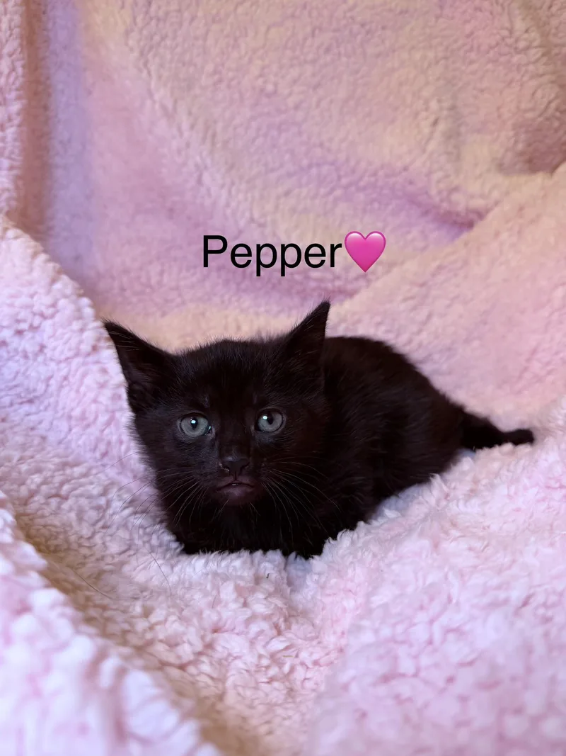 A baby medium-sized female Black Domestic Short Hair cat named Pepper for adoption in Copley, OH