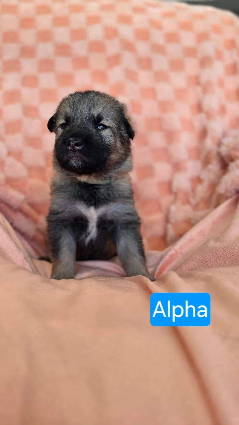 Alpha thumbnail 2