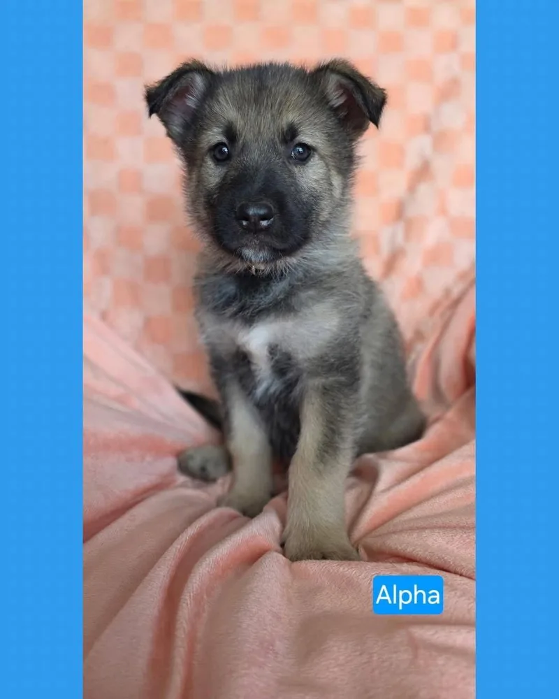 Alpha thumbnail 3