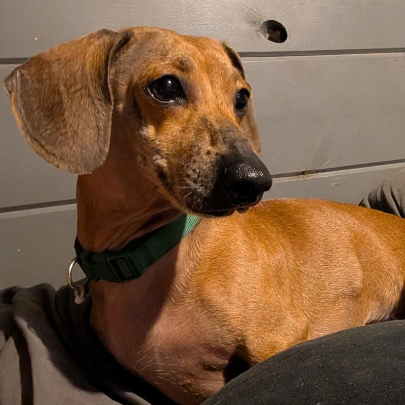 An adult small-sized male Brown / Chocolate Dachshund dog named Hundley Fart Biscuit for adoption in Melbourne, KY