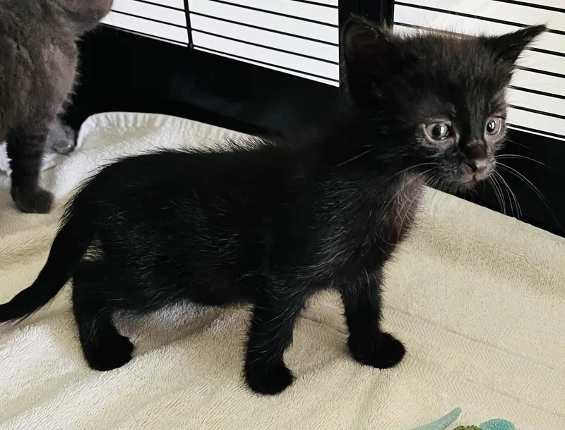 A baby small-sized female Black Domestic Short Hair cat named Lark for adoption in Lexington, SC