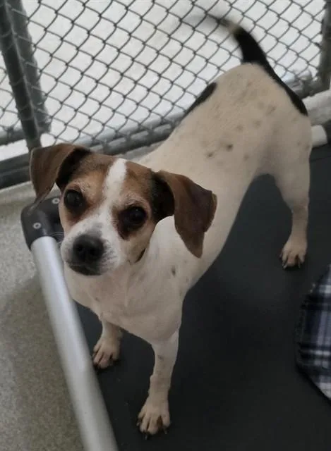An adult small-sized female Beagle dog named Jazmine for adoption in Statesville, NC