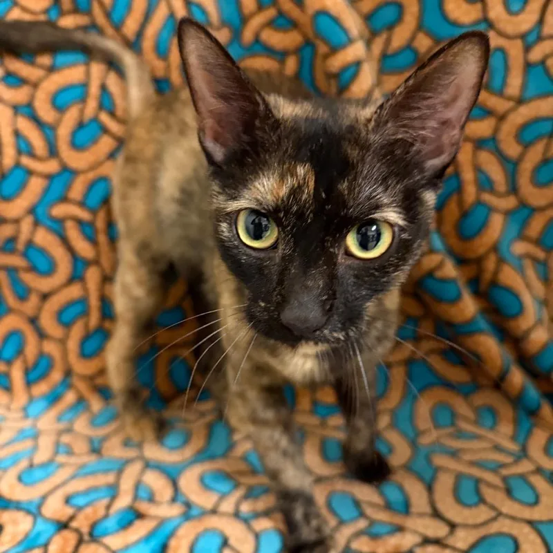 A young medium-sized female Tortoiseshell Domestic Short Hair cat named Pixie for adoption in Newberg, OR