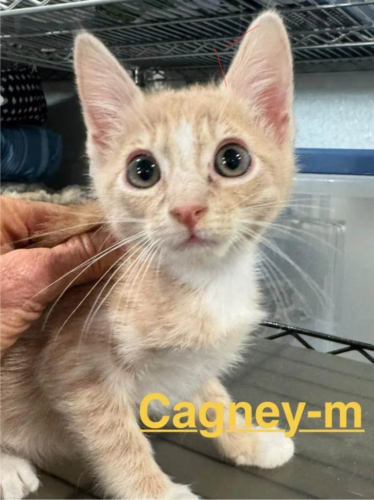 A baby small-sized male Tabby cat named Cagney for adoption in Brookhaven, MS