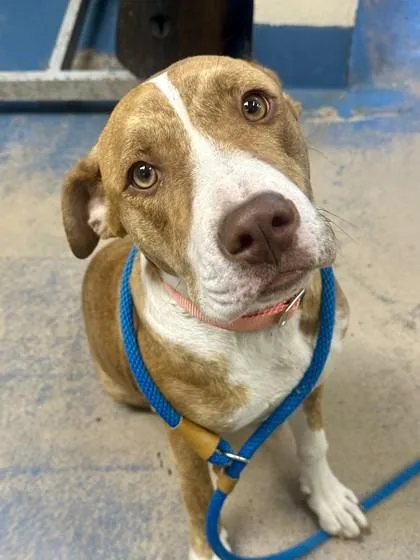 An adult medium-sized female Mountain Cur dog named Stacy for adoption in Inverness, FL