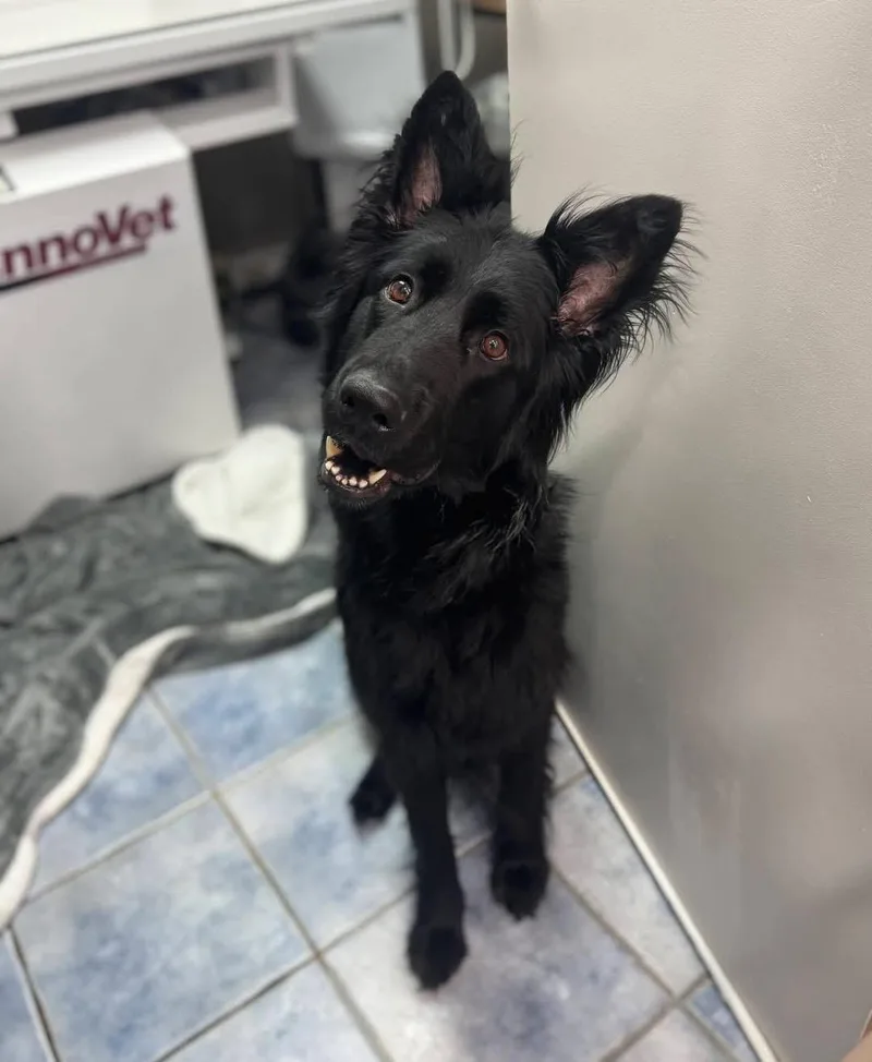 Khaleesi thumbnail 3