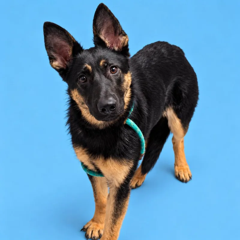 A young medium-sized female German Shepherd Dog dog named Fiona for adoption in Concord, NC