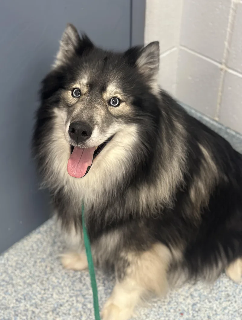 A senior medium-sized male Black Husky dog named Anubis for adoption in Stafford, VA