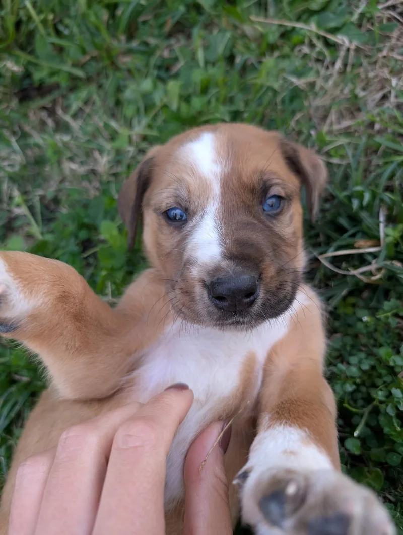 Sweat Pea thumbnail 2