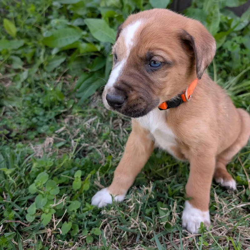 Sweat Pea thumbnail 3