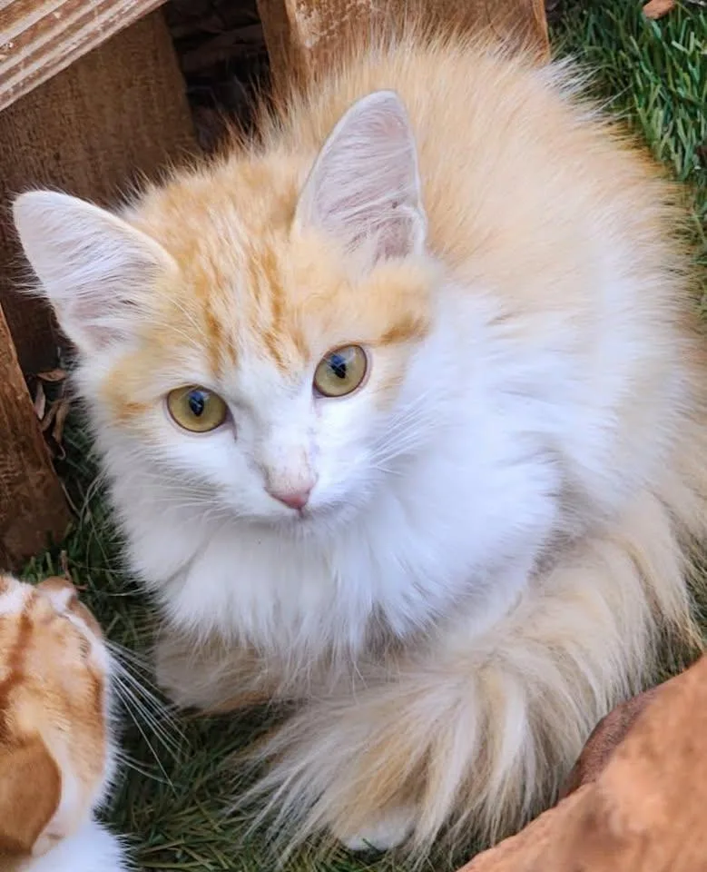 A young medium-sized male Domestic Long Hair cat named Jimny for adoption in Saint George, UT