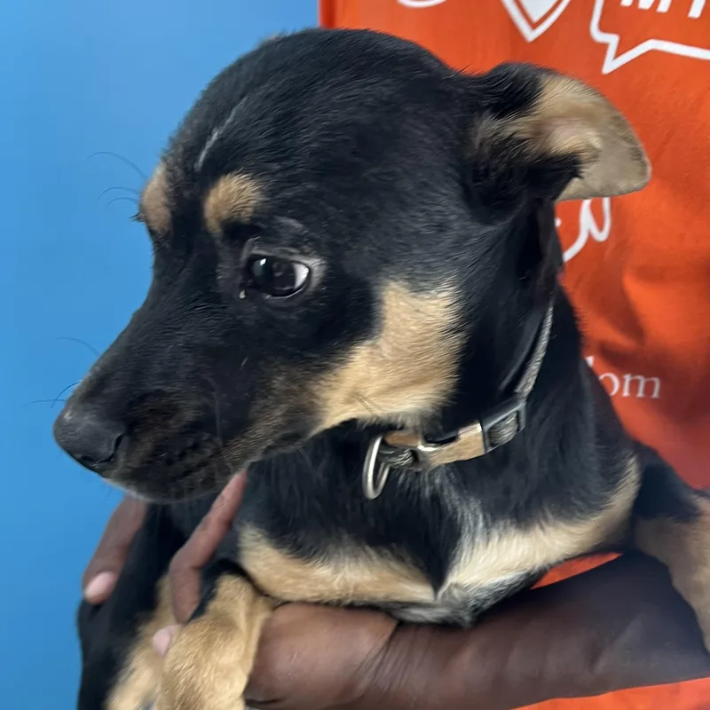 Hannah  Local April thumbnail 5