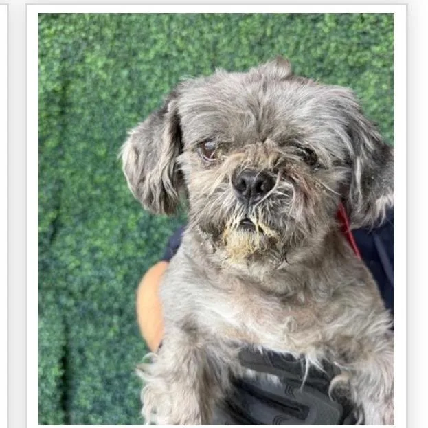 A senior small-sized male Gray / Blue / Silver Shih Tzu dog named Waffle for adoption in Tacoma, WA
