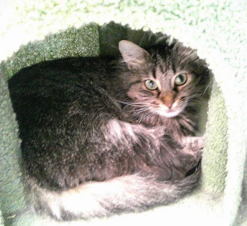 An adult medium-sized female Tabby (Brown / Chocolate) Domestic Long Hair cat named Metro for adoption in Pegram, TN