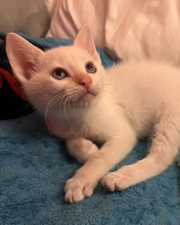 A baby small-sized male Domestic Short Hair cat named Beethoven for adoption in Novato, CA