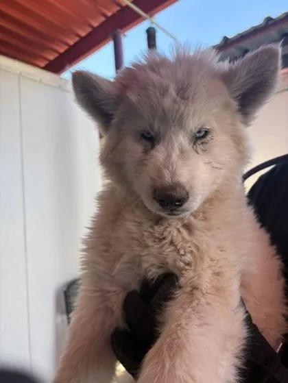 A baby large-sized male White / Cream Siberian Husky dog named 61022110 for adoption in El Paso, TX
