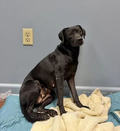 An adult medium-sized female Retriever dog named Lavender for adoption in New Orleans, LA