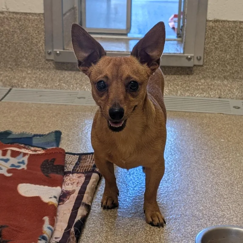 An adult small-sized male Brown / Chocolate Chihuahua dog named Jellybean for adoption in League City, TX