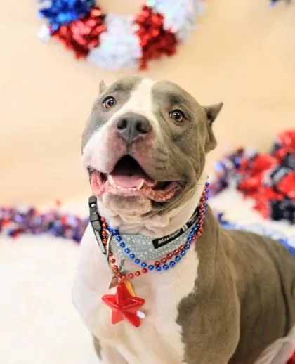 An adult large-sized female Gray / Blue / Silver Mixed Breed dog named Dumpling for adoption in Hamilton, OH