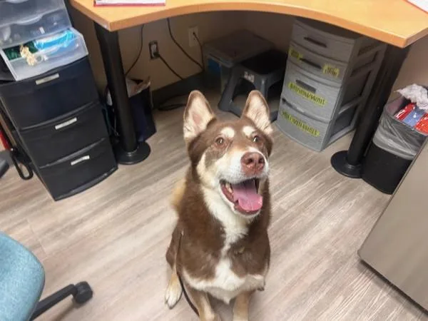 A senior large-sized female Siberian Husky dog named Kola for adoption in Oceanside, CA