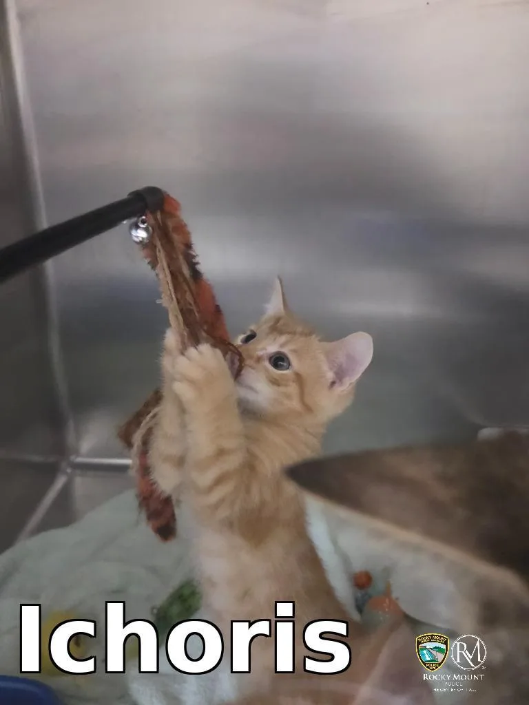 A baby small-sized male Domestic Short Hair cat named Ichoris for adoption in Rocky Mount, NC