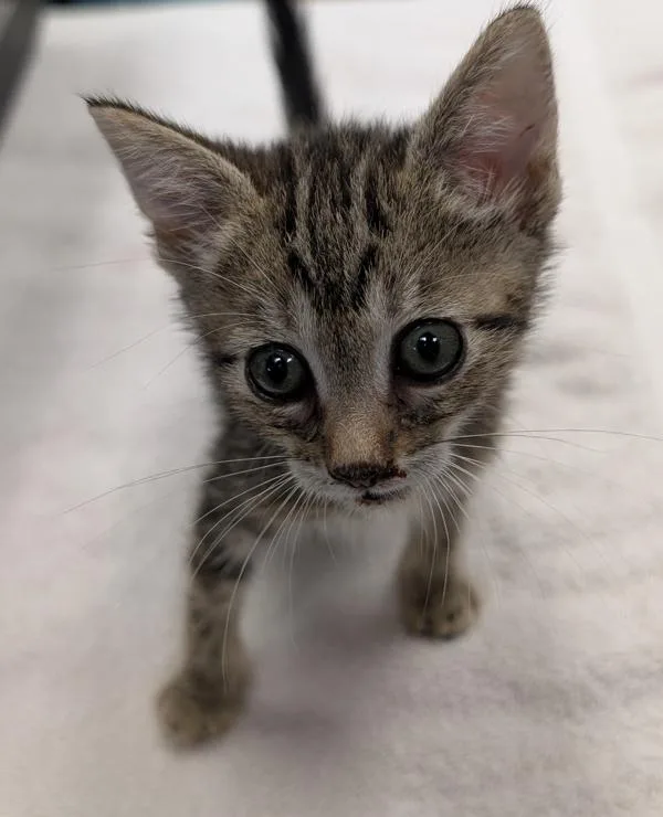 A baby small-sized female Domestic Short Hair cat named Sol for adoption in Escondido, CA