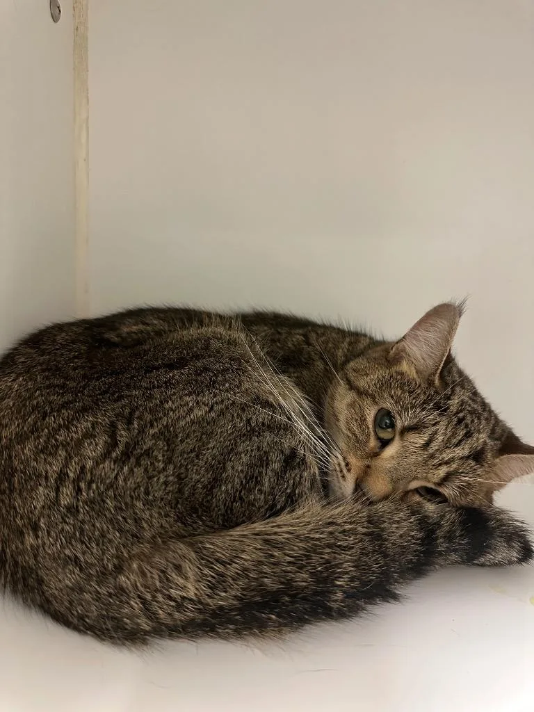 A young medium-sized female Domestic Short Hair cat named Brooklyn for adoption in Johnson City, TN