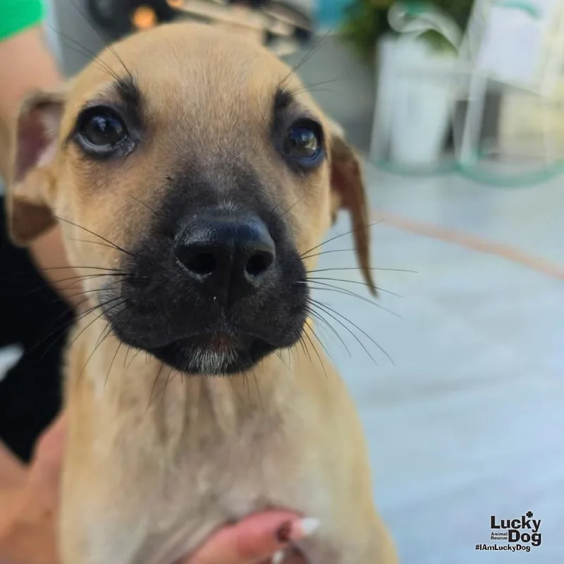 A baby medium-sized male Labrador Retriever dog named Archie for adoption in Washington, DC
