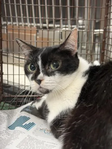 An adult large-sized female Domestic Short Hair cat named Checkers for adoption in Chatsworth, CA