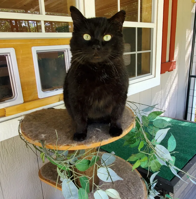 An adult large-sized male Black Domestic Short Hair cat named Bronx for adoption in Camden, TN