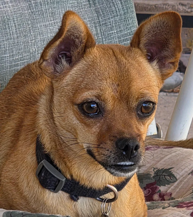Peanut