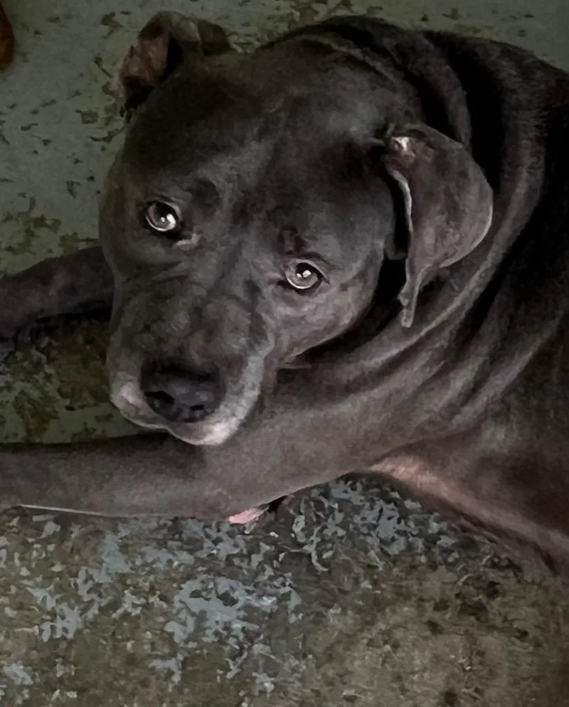 An adult large-sized male Mixed Breed dog named Merle for adoption in Labelle, FL