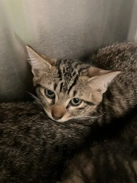 A baby small-sized male Domestic Short Hair cat named Straw for adoption in Dallas, TX
