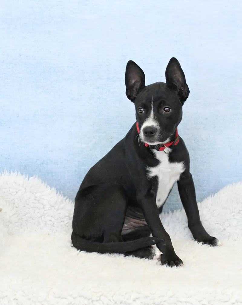 A young large-sized female Black Terrier dog named Tanya for adoption in Tyler, TX