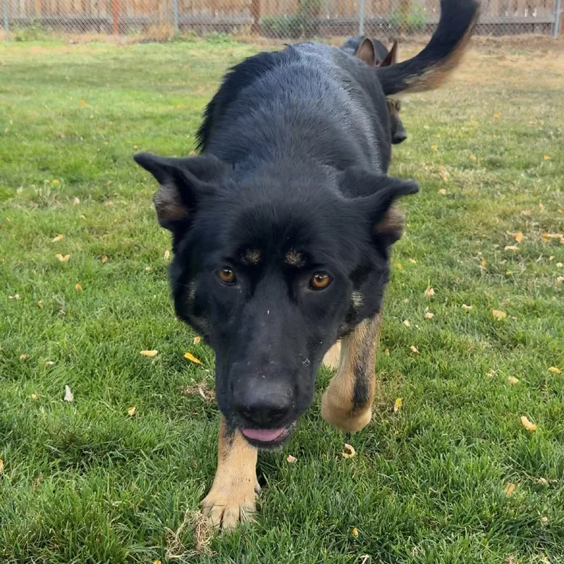 An adult large-sized female Black Mixed Breed dog named Oakley for adoption in Medford, OR