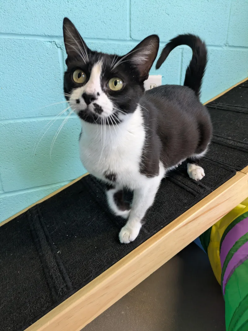 An adult medium-sized female Black & White / Tuxedo Domestic Short Hair cat named Petite for adoption in Bisbee, AZ