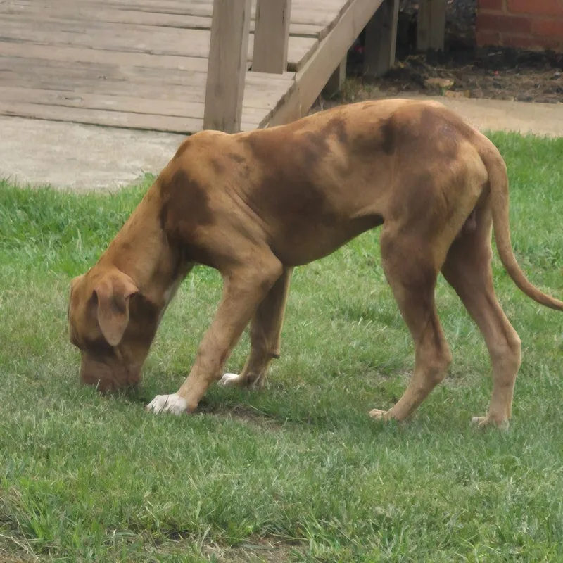 An adult medium-sized male Brown / Chocolate Catahoula Leopard Dog dog named Rico for adoption in Montgomery, AL