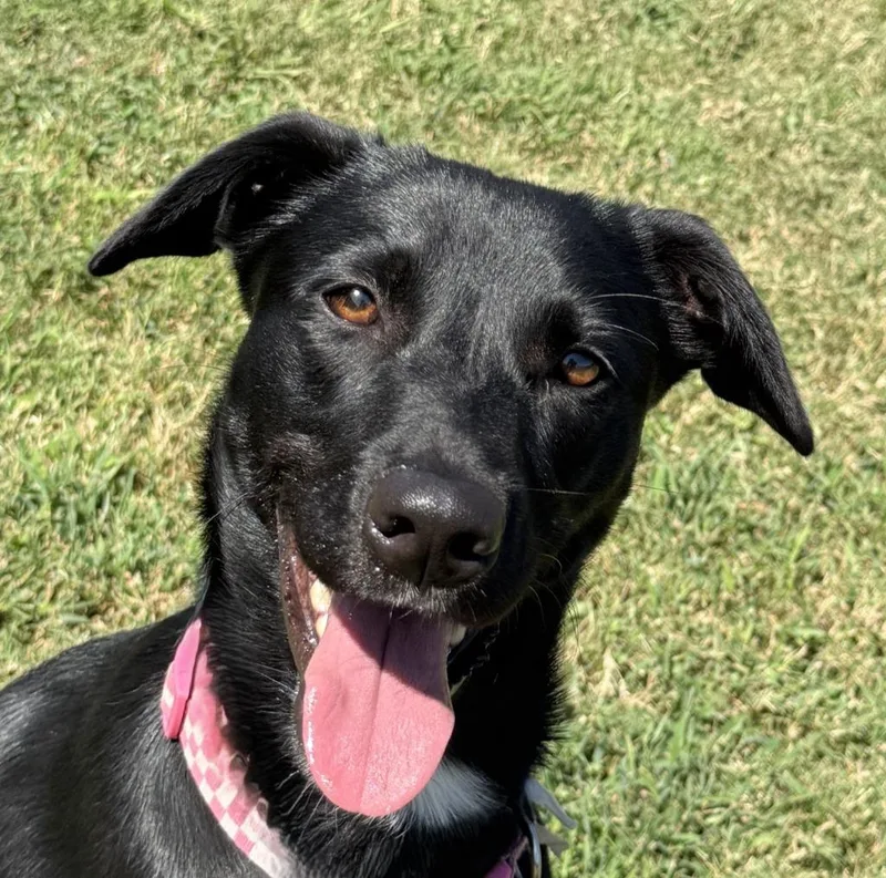 A young medium-sized female Labrador Retriever dog named Lainey for adoption in Brenham, TX