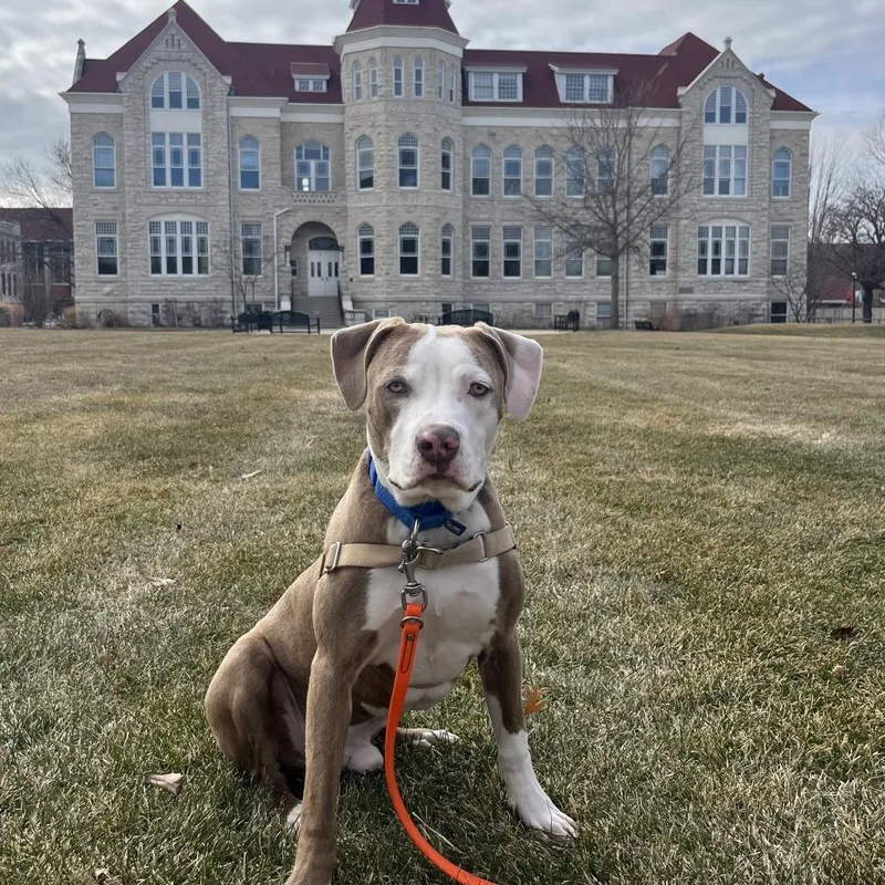 A young medium-sized male Yellow / Tan / Blond / Fawn Mixed Breed dog named Versace for adoption in Waukesha, WI