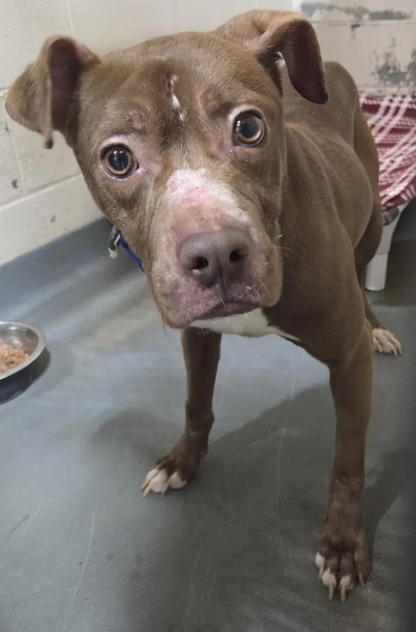 An adult medium-sized male Pit Bull Terrier dog named Anakin for adoption in Dallas, GA