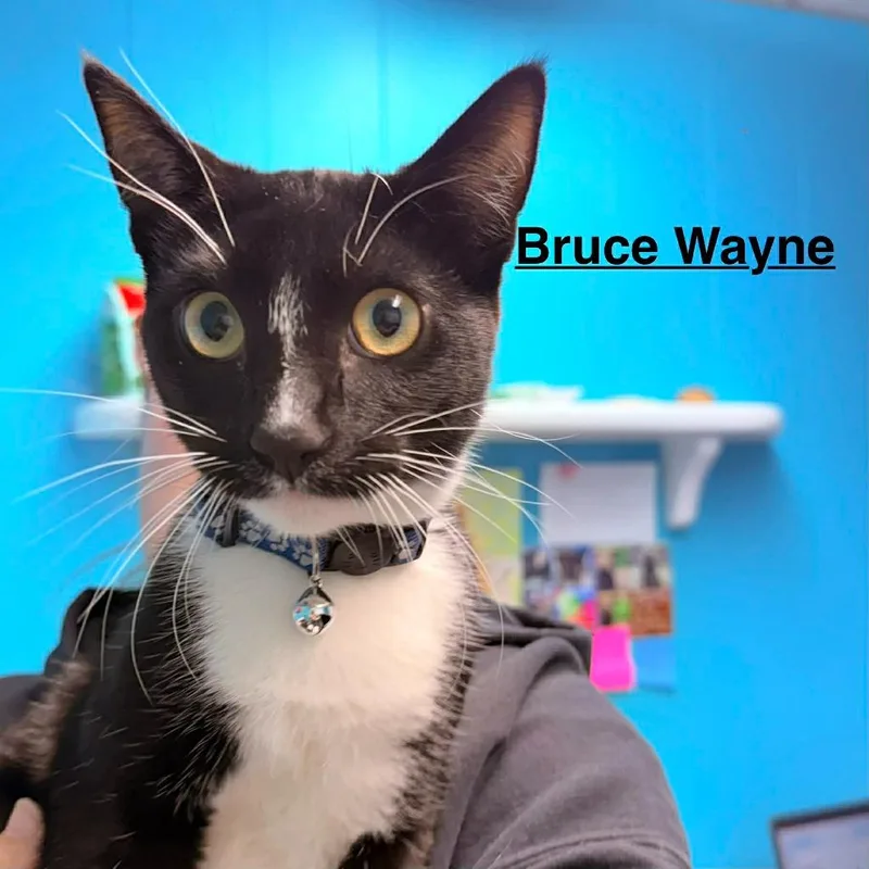 A baby small-sized male Domestic Short Hair cat named Bruce Wayne for adoption in Utica, MI