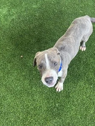 A baby medium-sized male Mixed Breed dog named Marbles for adoption in West Chester, PA