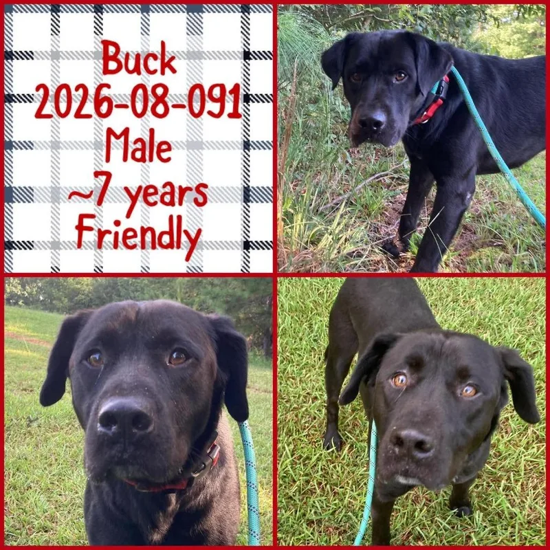 An adult medium-sized male Labrador Retriever dog named Buck for adoption in Winder, GA