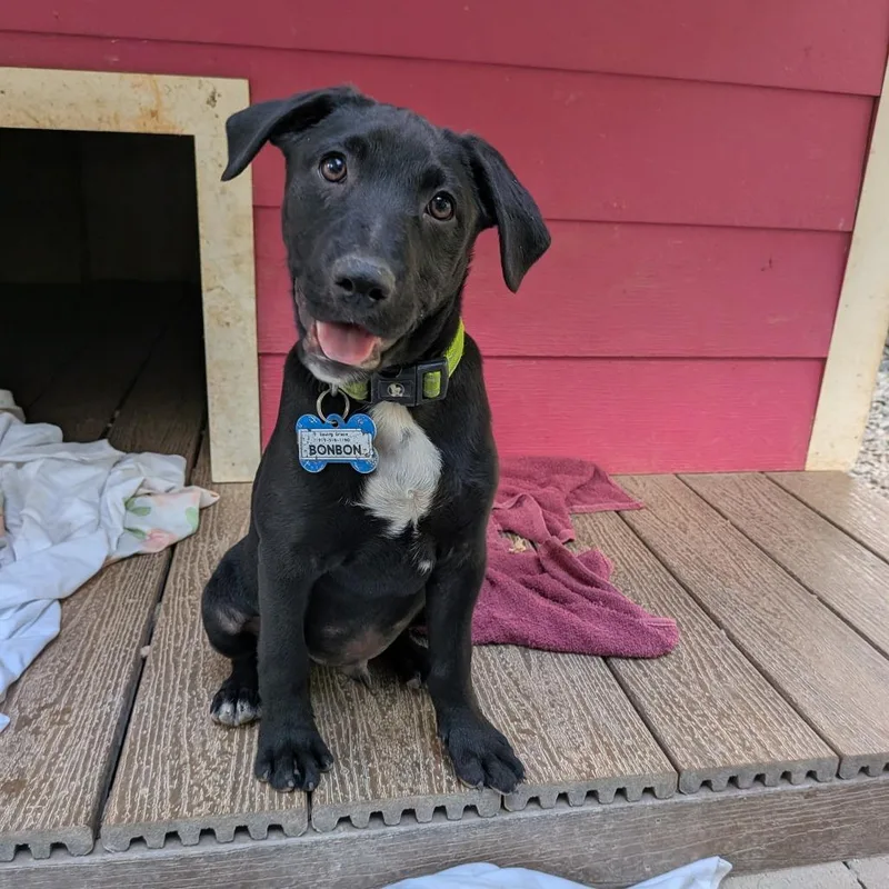 A baby small-sized male Black Labrador Retriever dog named Bonbon for adoption in Wake Forest, NC